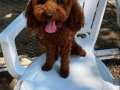 Poodle Koyu Renk
