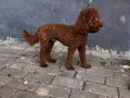 Poodle Koyu Renk