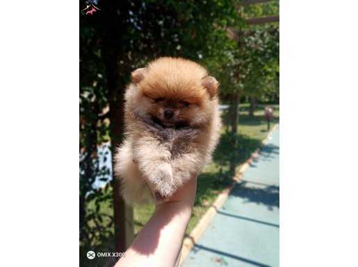 Pomeranian boo tarçın rengi erkek yavru 