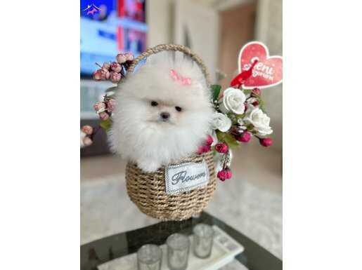 TEACUP PAMUK GİBİ DİŞİ 