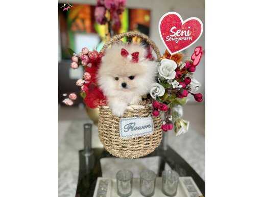 Teacup 2 dişi Pomeranian boo