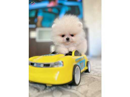 TEACUP ORİJİNAL BOO YAVRULAR 