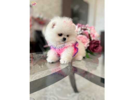 EFSANE POMERANİAN BOO YABRULAR 
