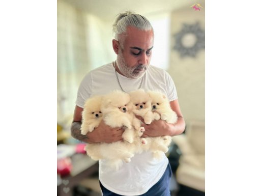 ÜST KALİTE MİNİ BOY AYICIKLAR