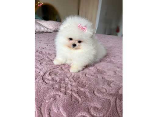 TEACUP EFSANE DİŞİ 