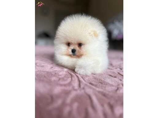 SIFIR BURUN EFSANE BOO