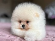 SIFIR BURUN EFSANE BOO