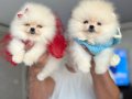 3 dişi ve 3 erkek Pomeranian boo yavrular 