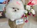 TEACUP PAMUK GİBİ DİŞİ 
