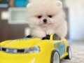 TEACUP ORİJİNAL BOO YAVRULAR 