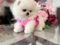 EFSANE POMERANİAN BOO YABRULAR 