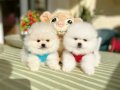 2 Erkek Ayıcıklar Pomeranian boo