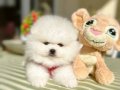 2 Erkek Ayıcıklar Pomeranian boo