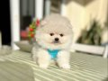 2 Erkek Ayıcıklar Pomeranian boo