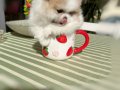 TEACUP PARTİKOLOR MİNİ BOY DİŞİ 