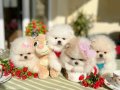 ORİJİNAL BOO 2 dişi ve 2 erkek bebekler