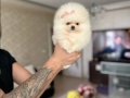 ORİJİNAL BOO 2 dişi ve 2 erkek bebekler