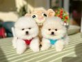 ORİJİNAL BOO 2 dişi ve 2 erkek bebekler