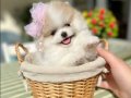 ORİJİNAL BOO 2 dişi ve 2 erkek bebekler