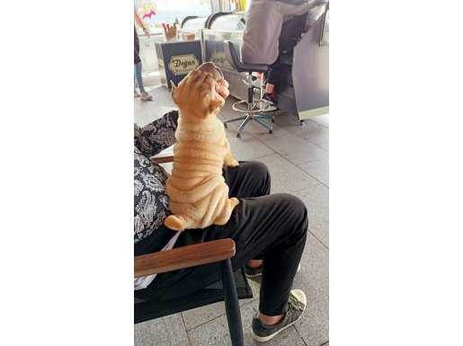 En iyi shar pei