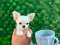 ELMA KAFA TEACUP KARBEYAZ UZUN TÜY CHİHUAHUA