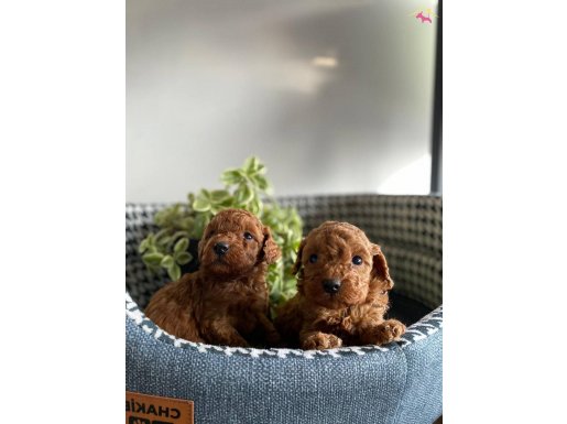 SHOW Kalite POODLE yavrularımız Ruhsatlı Çiftlikten