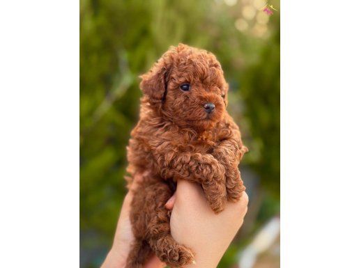 Kore Poodle Yavrular Ruhsatlı Çiftlikten