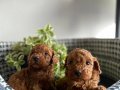 SHOW Kalite POODLE yavrularımız Ruhsatlı Çiftlikten