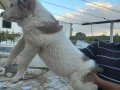Dev adayı erkek yavrumuz