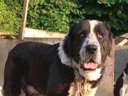 Alabay CAO genç erkek köpeğimiz 