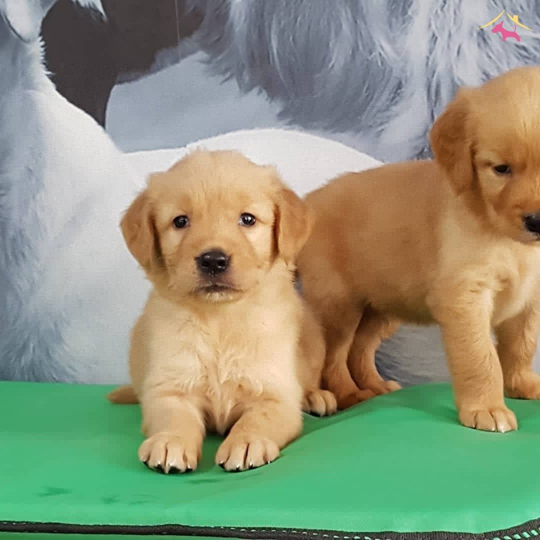 vevobahis 435 Golden retriever - Cachorros e acessórios - Centro, Belo ...