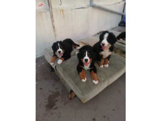 Muhteşem bernese mountain dog yavruları 