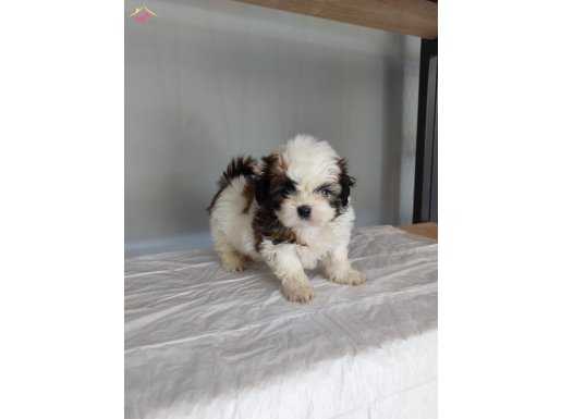 Peluş oyuncak mısın :)