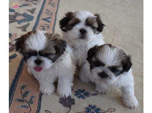 Shih tzu bebekleri yeni ailesine gitmeye hazır 