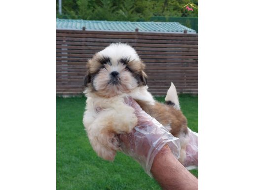 Shih tzu bebekleri yeni ailesine gitmeye hazır 