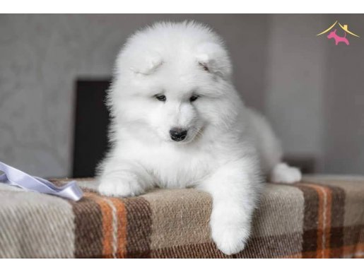 Kar Beyaz Samoyed Yavruları Istanbul     