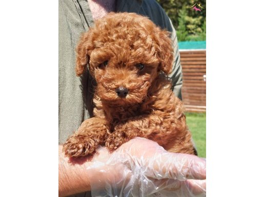 Red Brown Toy Poodle Yavruları İstanbul 