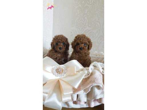 Red Brown Toy Poodle Yavruları  istanbul 