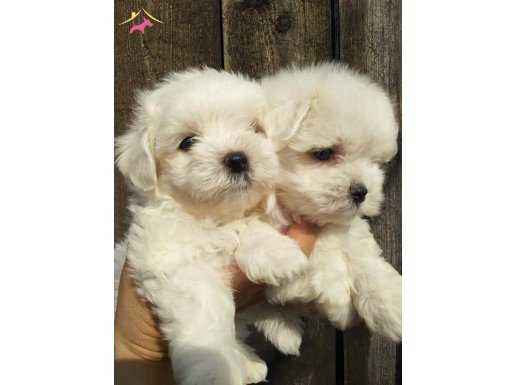 MALTESE TERRIER YAVRULARI      