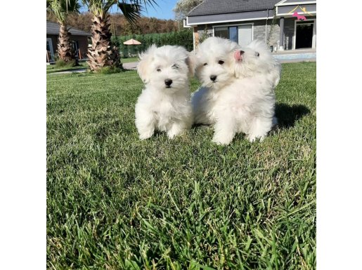 EN GUZEL MALTESE TERRIER YAVRULARI 