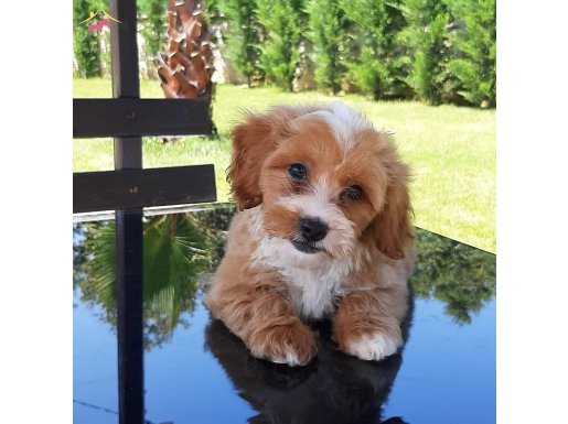 Maltipoo Yavruları Sağlık Ve İrk Garantili 