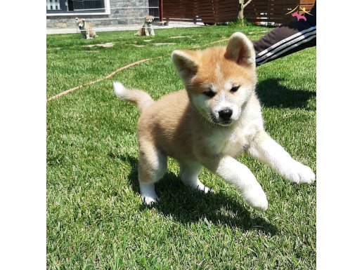 Japon akita ınu yavrulari İstanbul 