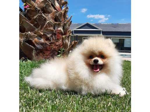 Pomeranian Boo Yavruları   