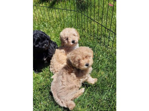 Tea Cup Maltipoo Yavruları  