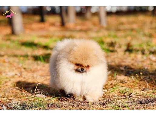 En Ust Kalite Pomeranian Boo Yavruları 
