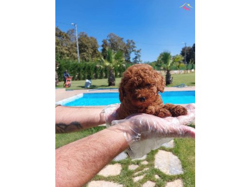 Red Brown Toy Poodle Yavruları İstanbul   