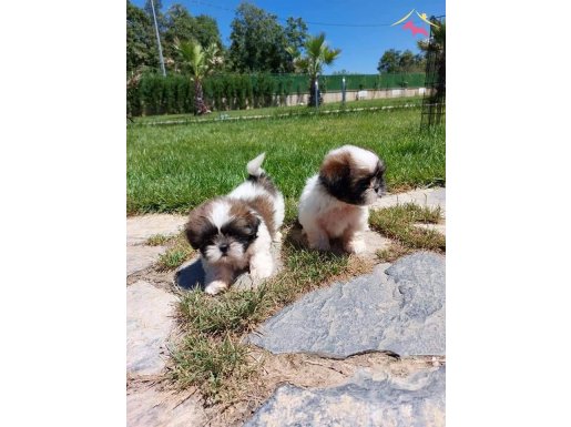Tea Cup Shih Tzu Yavrulari 