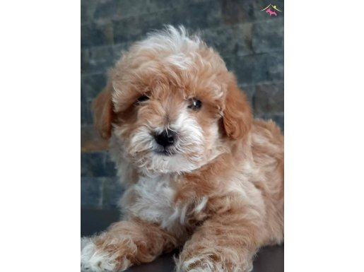 Maltipoo Yavruları Sağlık Ve İrk Garantili 