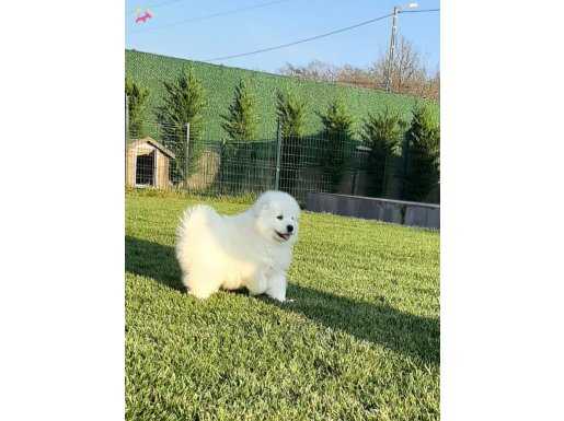 SAMOYED YAVRULARI  A KALITE 