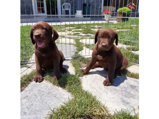 ÇİKOLATA LABRADOR RETRİEVER YAVRULARI  